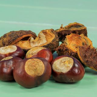 Extrato de Sementes de Aesculus Hippocastanum