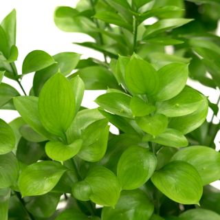 Extrato de Raiz de Ruscus Aculeatus